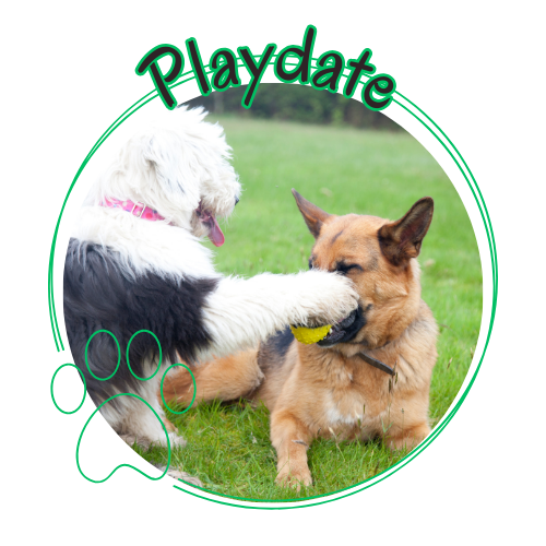 Perfume Oil: Dog Days
